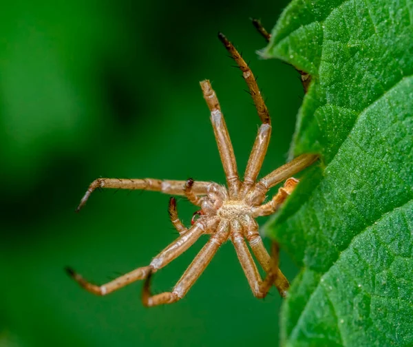 Isırgan Yaprağına Asılı Örümcek Tırnağının Makro Görüntüsü — Stok fotoğraf