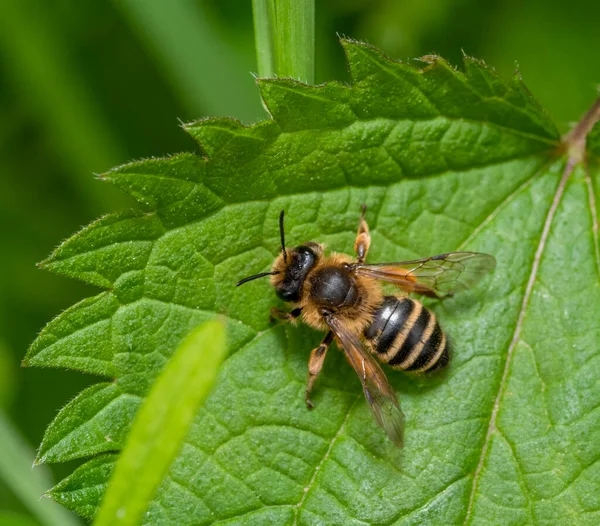 Písková Včela Zeleném Listě Kopřivy Shora — Stock fotografie