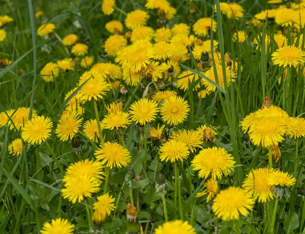 緑の芝生の雰囲気の中で黄色のタンポポの花がたくさん咲きます — ストック写真