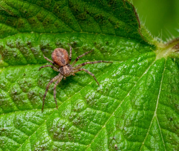 Vysoký Úhel Záběru Kraba Pavouka Zeleném Listě Kopřivy — Stock fotografie