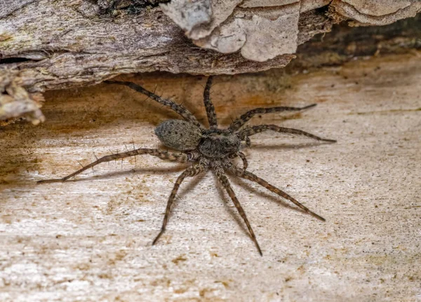 Closeup Shot Spotted Wolf Spider Wooden Ambiance — Stock Photo, Image