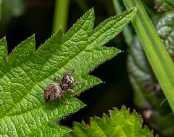 Dişi Evarcha Arcuata Isırgan Yaprağı Üzerinde Zıplayan Örümcek — Stok fotoğraf
