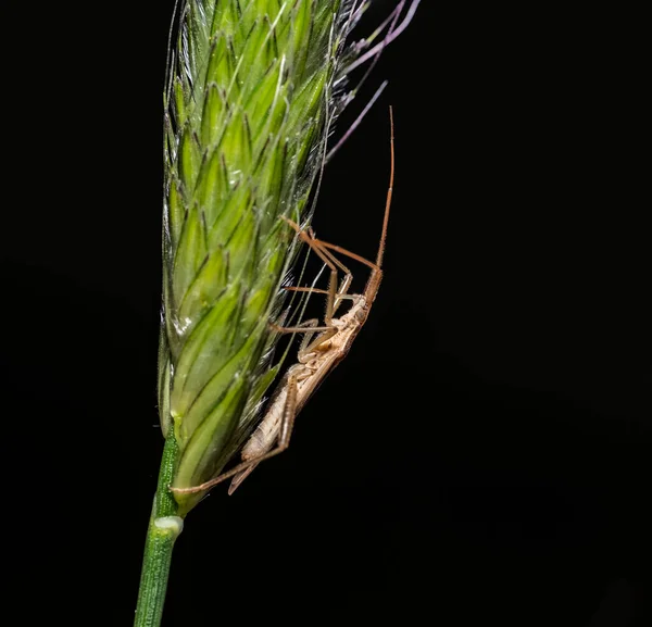 Sideways Shot Broad Headed Bug Grass Ear Black Back — Stock fotografie