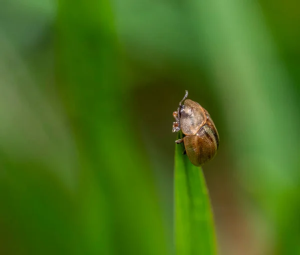 stock image Gold-striped tortoise beetle at the top of a grass leaf in green ambiance