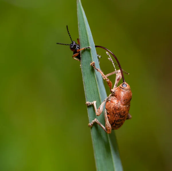 Acorn Weevil Com Outro Pequeno Besouro Topo Uma Folha Grama — Fotografia de Stock