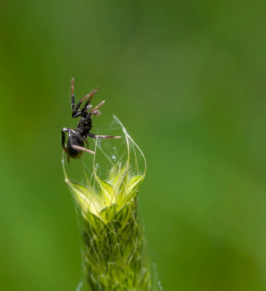 Μικρή Μαύρη Αράχνη Στην Κορυφή Ενός Αυτιού Χόρτου Πράσινη Πλάτη — Φωτογραφία Αρχείου