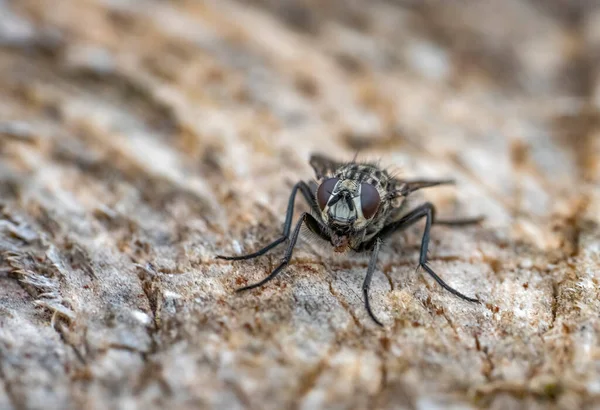 Low Angle Frontal Portrait Stable Fly Resting Wooden Ground — Stock Photo, Image