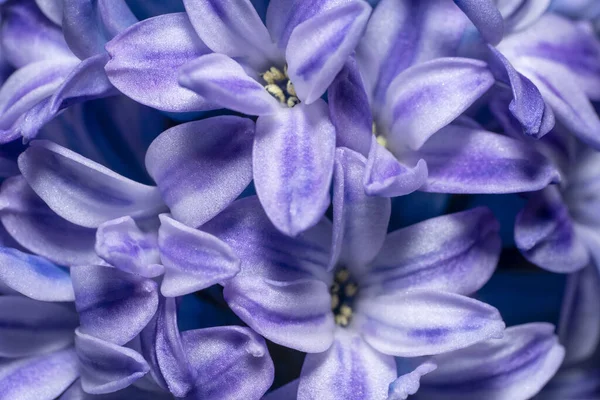 Pełna Klatka Makro Ujęcie Pokazujące Wiele Kwiatów Hiacyntu Zdjęcie Stockowe