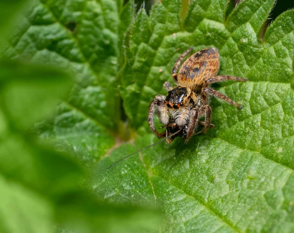 Carrotus Xanthogramma Fêmea Saltando Aranha Com Presa Uma Folha Urtiga — Fotografia de Stock