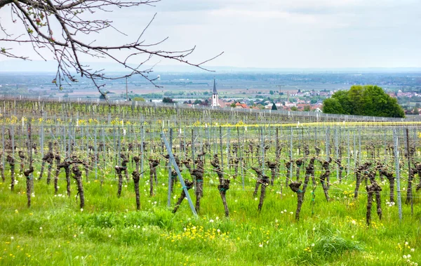 德国Rhineland Palatinate南部葡萄酒之路地区Sankt Martin市周围的风景 — 图库照片