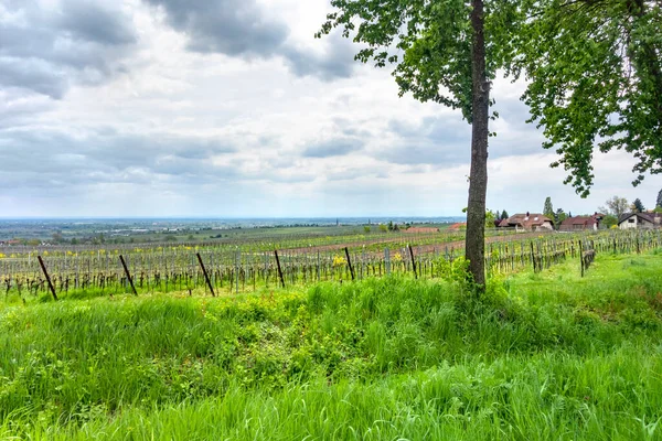 Landschap Rond Sankt Martin Een Gemeente Zuidelijke Wijnroute Rijnland Palts — Stockfoto