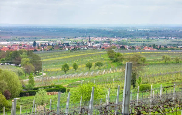 ドイツ ラインラント プファルツ州南部ワイン街道地域の自治体 サンクト マーティン周辺の風景 — ストック写真