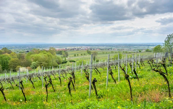 Paysages Autour Sankt Martin Une Municipalité Dans Région Route Des — Photo