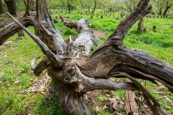 Venkovní Scenérie Včetně Ošlehaného Kmene Stromu Ležícího Zemi — Stock fotografie