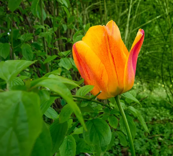 緑豊かな雰囲気の中で黄色と赤のチューリップの花 — ストック写真