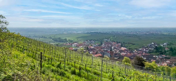 Scenery Sankt Martin Municipality Southern Wine Route Area Rhineland Palatinate — Stock Photo, Image