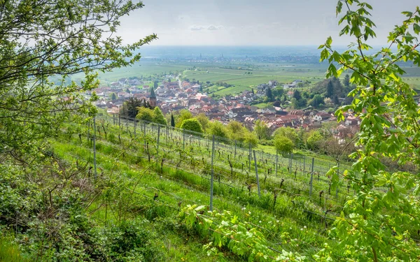 Landschaft Rund Sankt Martin Einer Gemeinde Südlichen Weinstraßengebiet Rheinland Pfalz — Stockfoto