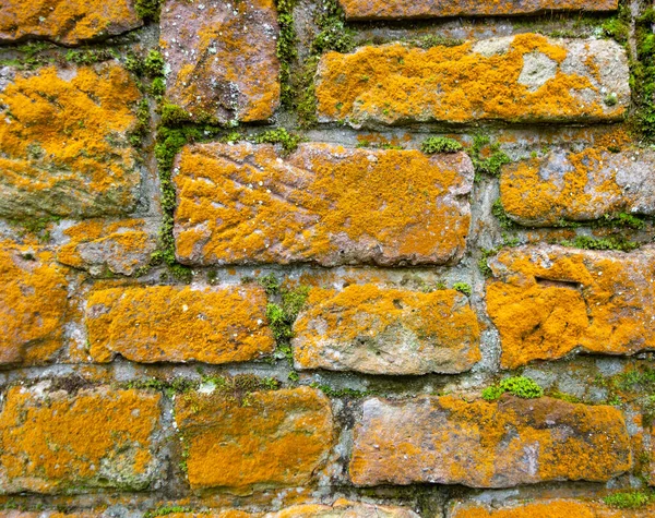 Kleurrijke Zandstenen Muur Gedeeltelijk Begroeid Met Groen Mos Oranje Korstmos — Stockfoto