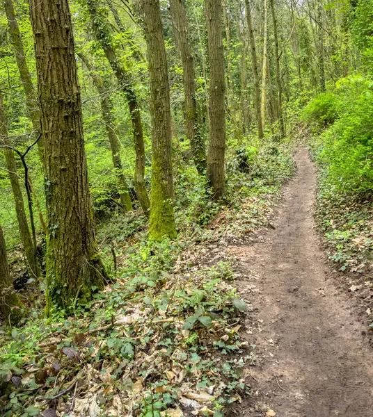 Sentier Pédestre Dans Une Forêt Autour Sankt Martin Une Commune — Photo