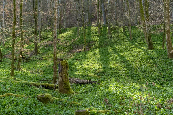 Skogslandskap Med Mycket Björnpuré Tidigt Våren Södra Tyskland — Stockfoto