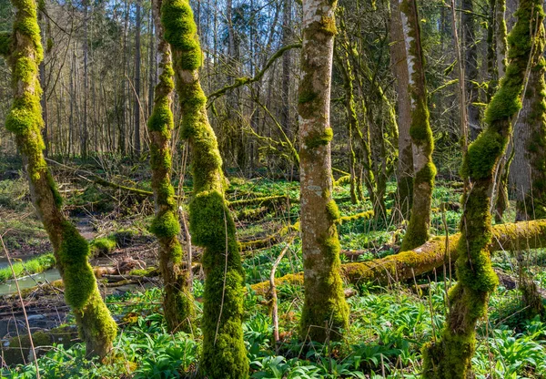 Naturliga Skogslandskap Med Mossiga Övervuxna Träd Stammar Tidigt Våren Södra — Stockfoto