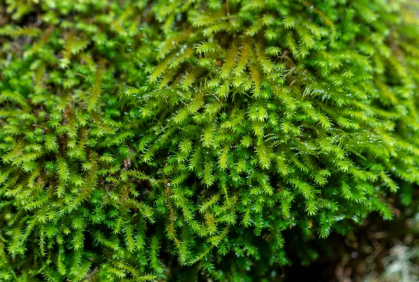 Closeup Shot Showing Some Wet Green Moss Vegetation — Stock Photo, Image