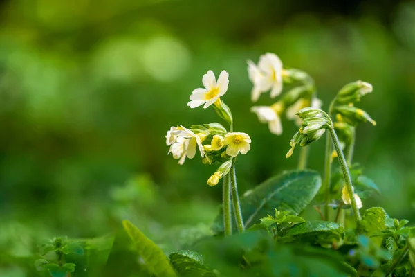 自然なぼやけた緑の雰囲気の中でいくつかのカウスリップ花の低角度ショット — ストック写真