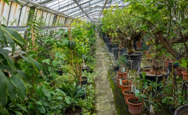 Scenery in a greenhouse with lots of potted plants clipart