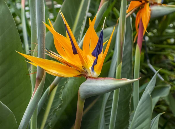 Renkli Turna Çiçeği Başlıklı Doğal Yeşil Yapraklı Sırt — Stok fotoğraf
