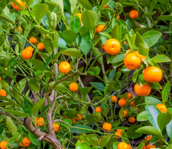 Fuld Ramme Closeup Skud Bitter Appelsin Træ Med Frugter - Stock-foto