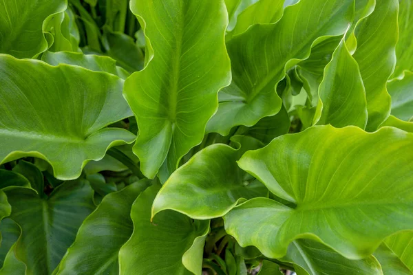 Full Frame Shot Showing Lots Green Arrow Arum Leaves — Stock Photo, Image