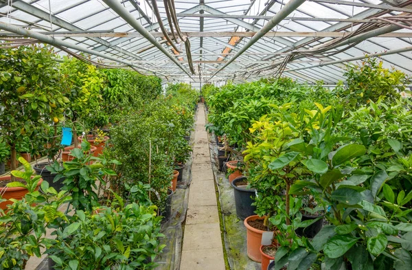 Tájkép Egy Üvegházban Sok Cserepes Növényekkel — Stock Fotó