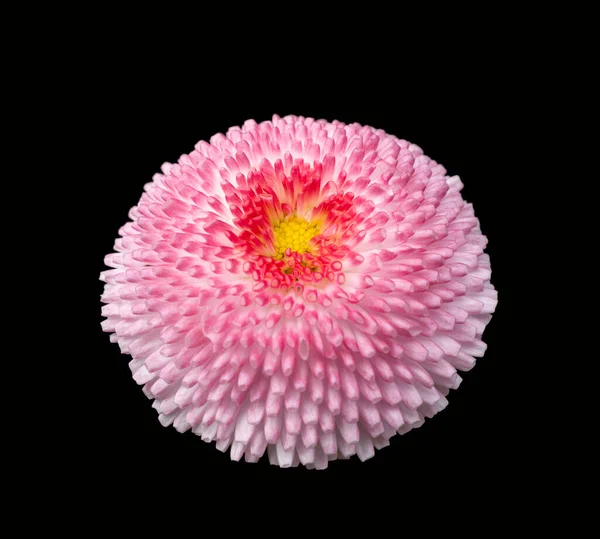 Μέρει Ροζ Χρώμα Μαργαρίτα Κεφάλι Λουλούδι Απομονώνονται Μαύρο Πίσω — Φωτογραφία Αρχείου