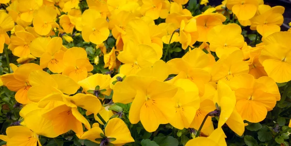 Tiro Quadro Completo Mostrando Lotes Flores Cachorro Chifres Amarelos — Fotografia de Stock