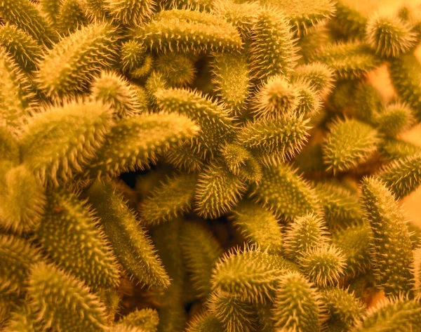Closeup Shot Showing Lots Orange Toned Pickle Plant Leaves — Stock Photo, Image
