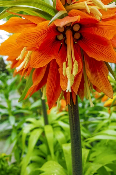 Orangefarbener Kaiserlicher Blütenkopf Naturbelassenem Rücken — Stockfoto