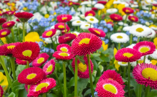 Full Frame Shot Showing Lots Colorful Daisy Flowers — Stock Photo, Image