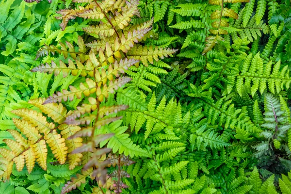 Full Frame Shot Showing Lots Green Fern Fronds — Stock Photo, Image