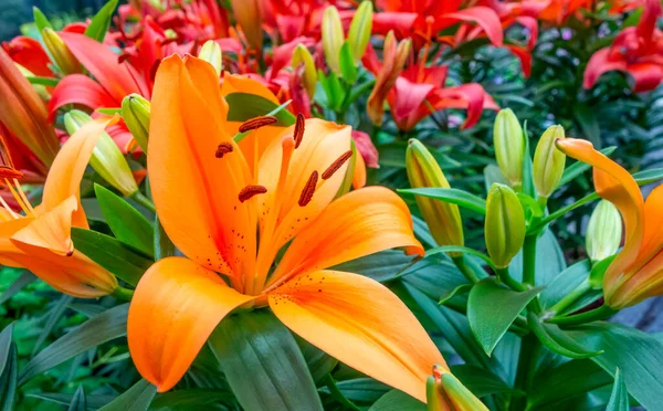 オレンジと赤のユリの花を示すフルフレームショット — ストック写真