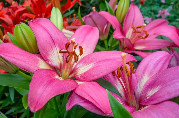 ピンクのユリの花を示すフルフレームショット — ストック写真