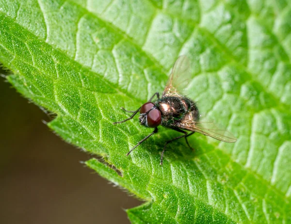 Bluebottle Fly Resting Green Leaf — Stock Photo, Image