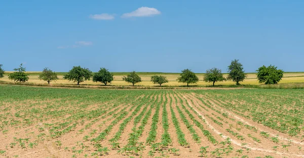 Slunečné Zemědělské Scenérie Včetně Pole Sazenicemi Ovocnými Stromy Začátku Léta — Stock fotografie