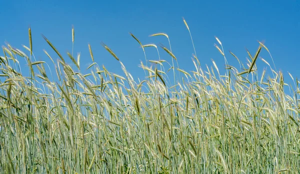Low Angle Detail Rye Field Front Blue Sky — Stock Photo, Image