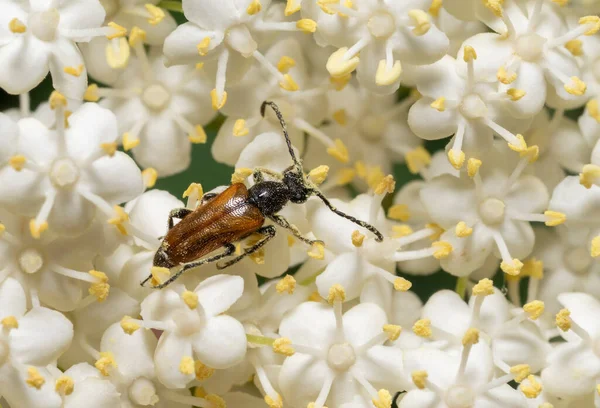 Peri Yüzüklü Uzun Boynuzlu Böceğin Kır Çiçeğinin Macro Çekimi — Stok fotoğraf