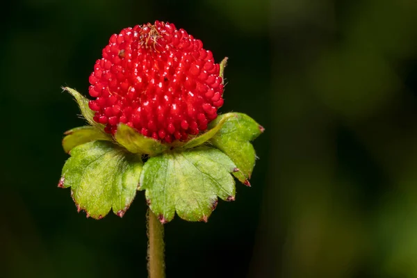 Nahaufnahme Einer Falschen Erdbeerfrucht Dunklen Rücken — Stockfoto
