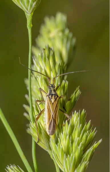 Λιβάδι Bug Φυτό Ένα Πράσινο Αυτί Γρασίδι Πράσινο Πίσω — Φωτογραφία Αρχείου