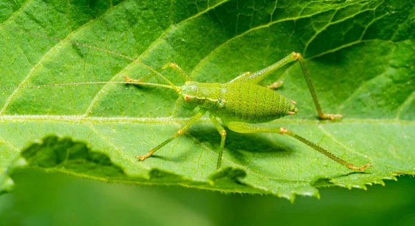 Yazın Başında Yeşil Yapraklı Benekli Bir Cırcır Böceği Larvası — Stok fotoğraf