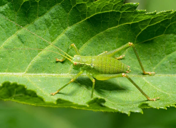 Larva Grillo Salpicado Sobre Una Hoja Verde Principios Del Verano —  Fotos de Stock