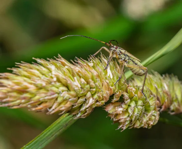 绿色后背绿草耳上的雌性草甸植物虫 — 图库照片