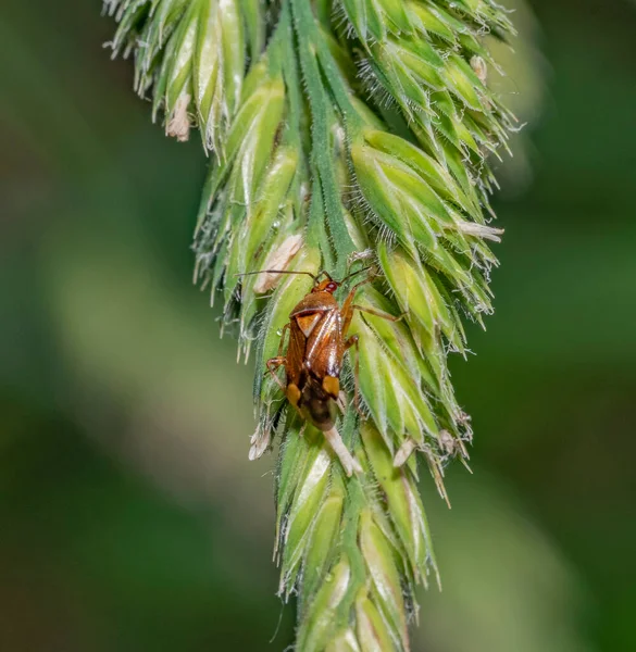 Makro Záběr Mirid Bug Zeleném Travním Uchu — Stock fotografie